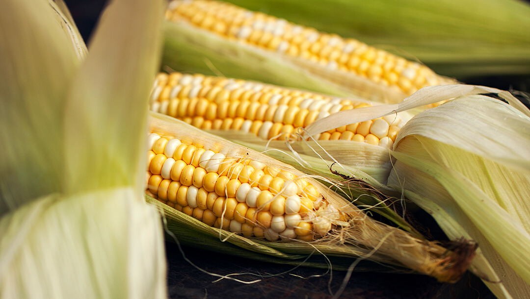Closeup of multiple ears of corn