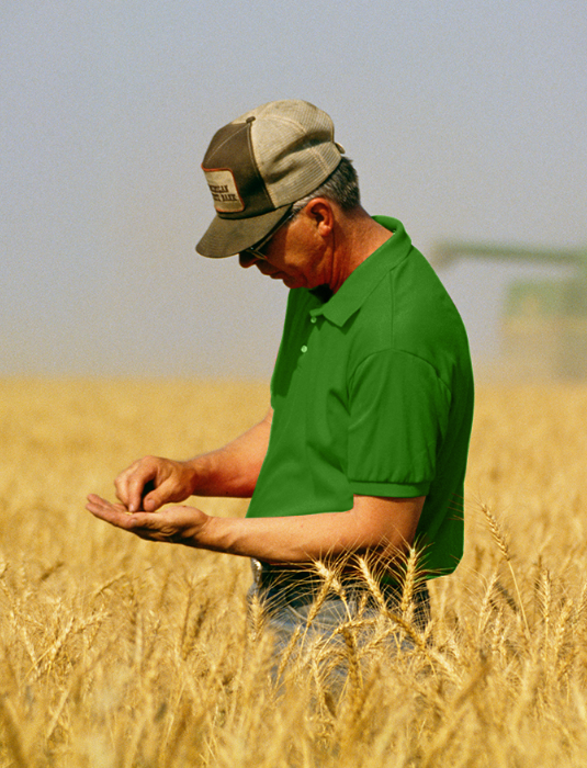 Farmer standing in wheat field inspecting crop sample in his hand