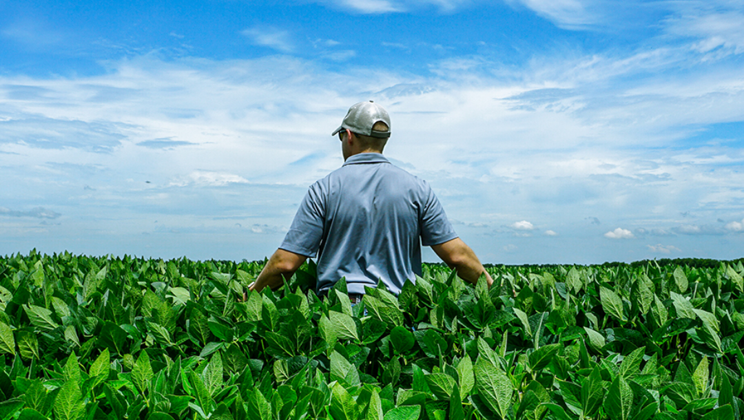 An agronomist stands in waist-high crops