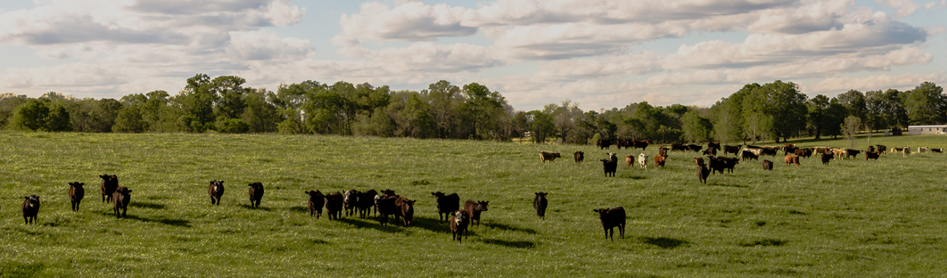 cattle graze in a wide-open field