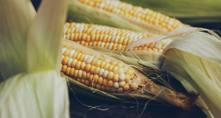fresh-picked ears of corn