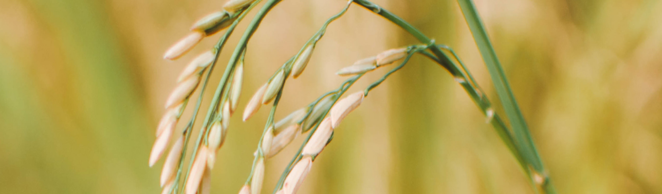 Rice grows on a stalk