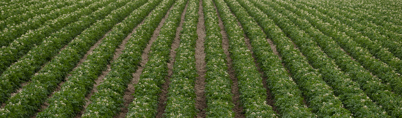 Green rows of young cotton plants