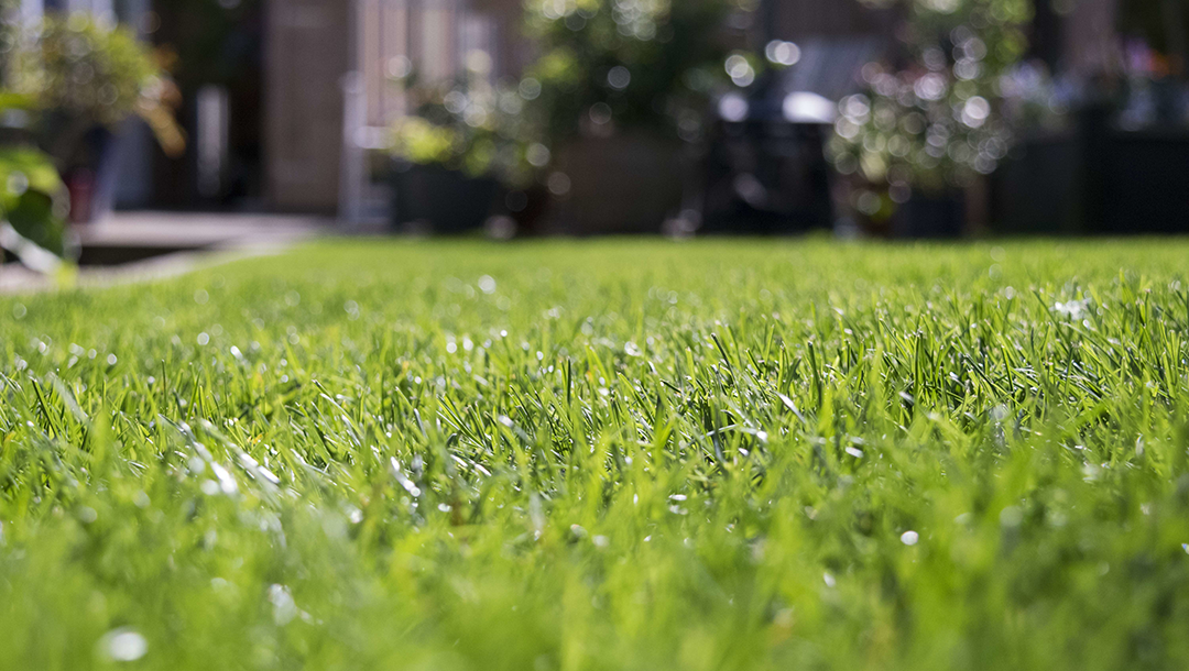 Closeup image of grass
